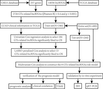 A novel glycosyltransferase-related lncRNA signature correlates with lung adenocarcinoma prognosis